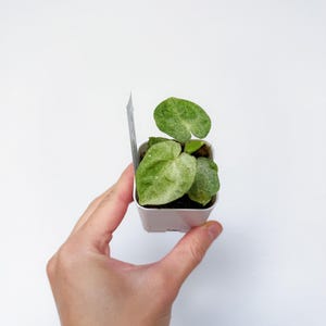 Pu&ograve; includere: Una piccola pianta in vaso con foglie verdi a forma di cuore con variegature bianche. La pianta &egrave; tenuta in un vaso quadrato bianco. Il testo "Rare Foliage" &egrave; in basso nell'immagine. Lo sfondo &egrave; bianco.