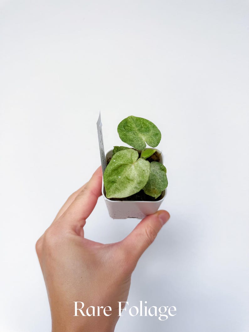 Pu&ograve; includere: Una piccola pianta in vaso con foglie verdi a forma di cuore con variegature bianche. La pianta &egrave; tenuta in un vaso quadrato bianco. Il testo "Rare Foliage" &egrave; in basso nell'immagine. Lo sfondo &egrave; bianco.