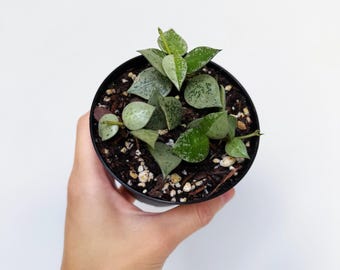 Hoya Khroniana Super Silver 4" - US SELLER