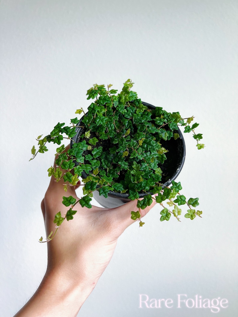 RareFoliagePlantCo String of Frogs