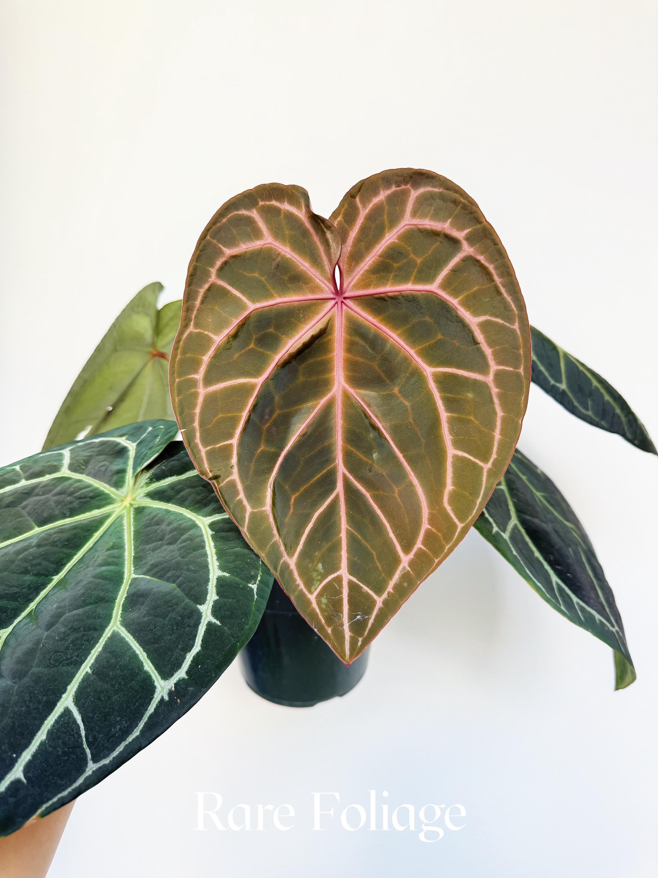 Anthurium Zara X Anthurium Michelle - Etsy