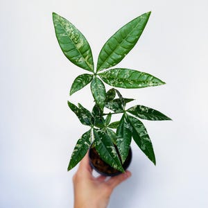 princess pink philodendron Pink Princess Philodendron – Hey Rooted main image 1