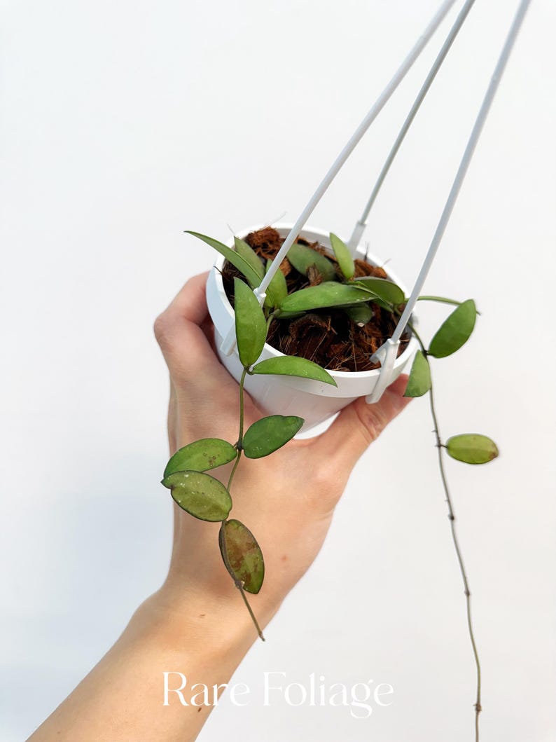 RareFoliagePlantCo Hoya Sigillatis Alas River