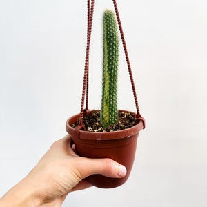 May include: A hanging cactus in a brown plastic pot. The cactus is green with yellow stripes and has a fuzzy texture. The pot is suspended by brown cords. The text "Rare Foliage" is at the bottom.