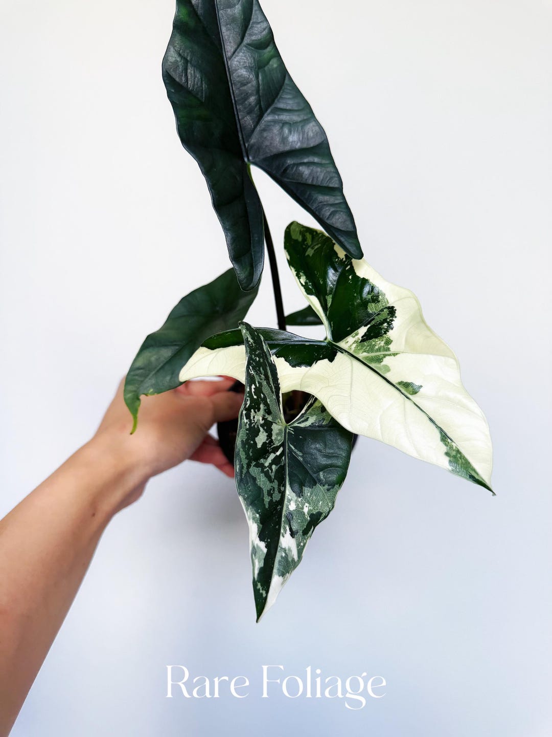 Alocasia Simpo Albo Variegated 4” - US SELLER - Etsy
