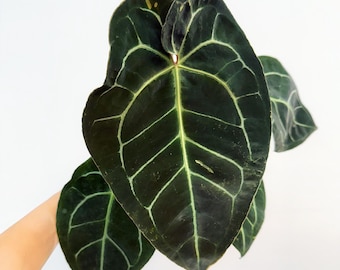 Anthurium 