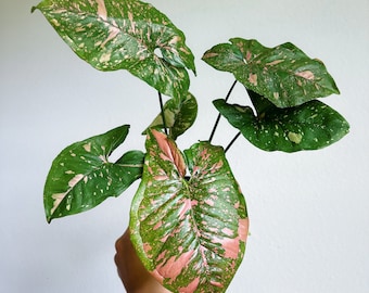 Alocasia Golden Bone Pink Splash Corm A79 Small - Etsy
