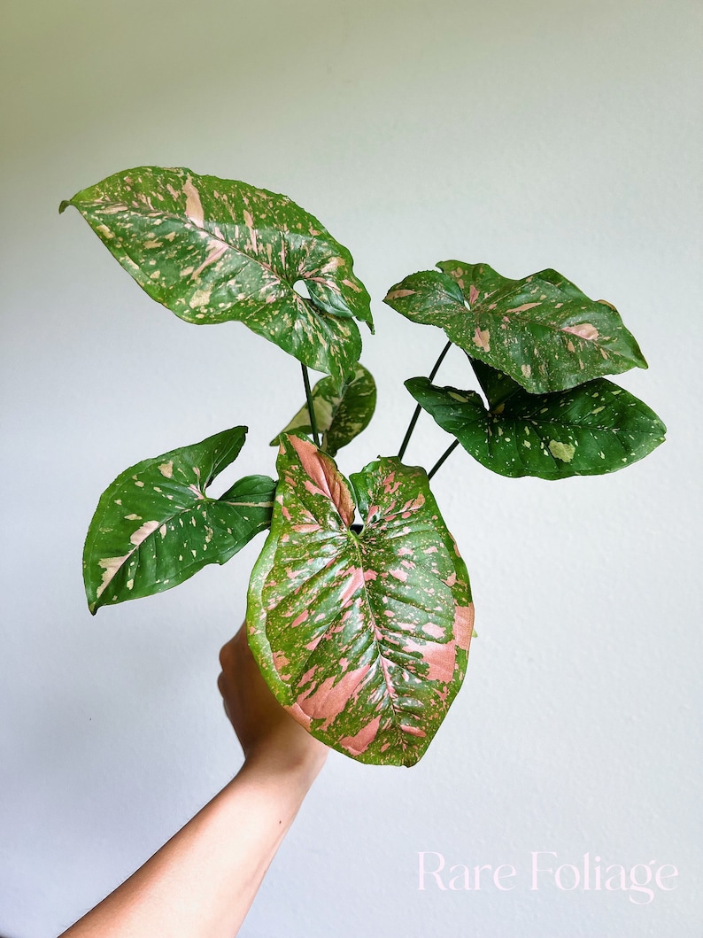 RareFoliagePlantCo Syngonium Allusion - Thumbnail 2