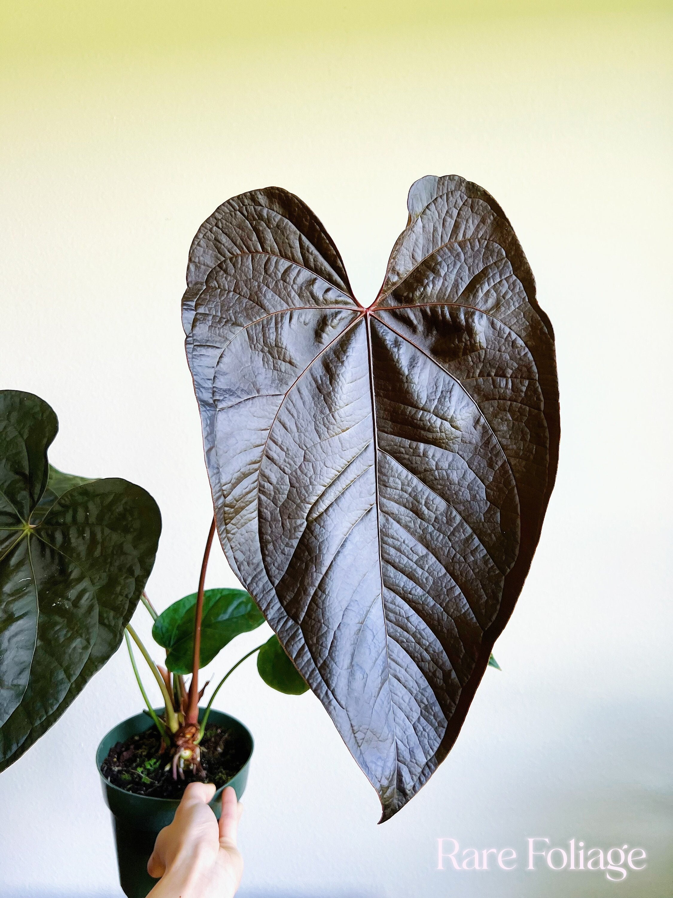 その他観葉植物 Anthurium Queen of hearts Anthurium Queen Of Hearts - Tezula LLC
