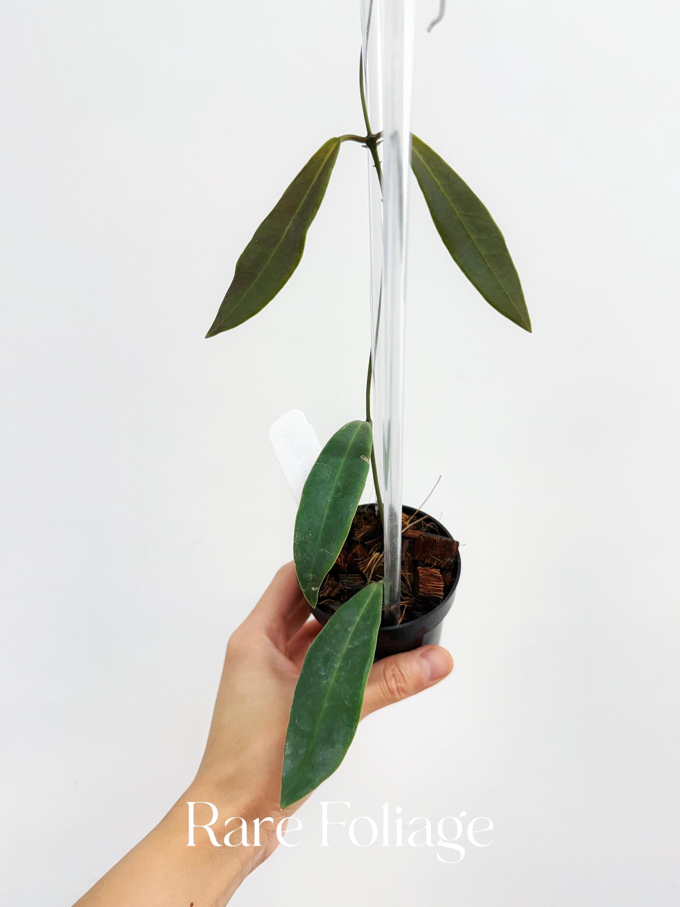 Hoya Pulchra 3” Trellis - US SELLER