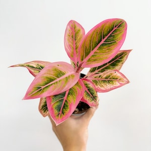 fiddle leaf fig tree leaves Suncoast Fiddle-Leaf Fiddleleaf Ornamental Fig main image 1