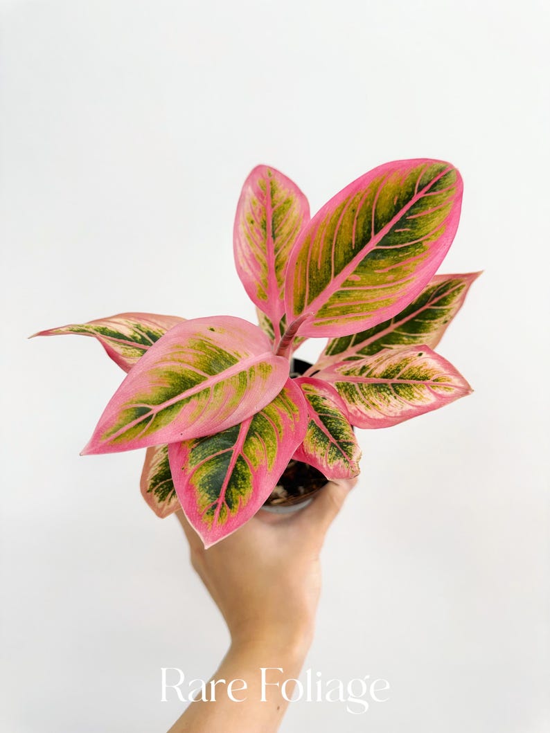 RareFoliagePlantCo Aglaonema Lotus Delight