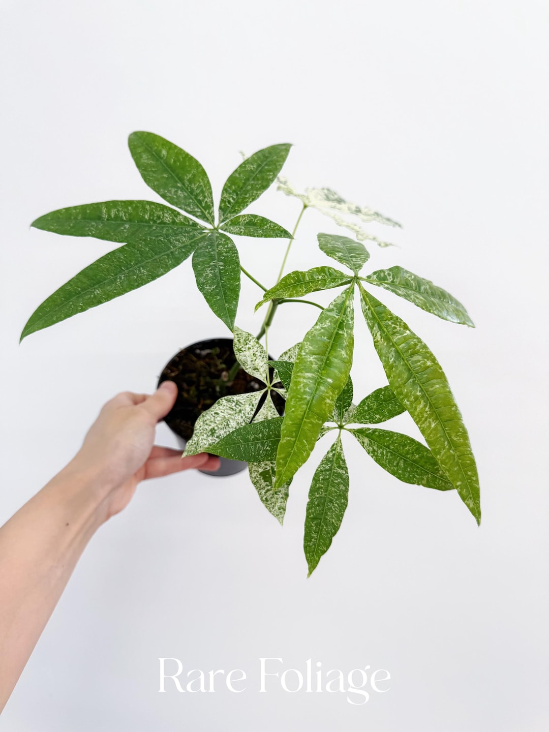 Variegated Money Tree (non-grafted) 4” - US SELLER - Etsy