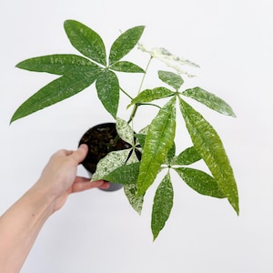 split leaf monstera Monstera Deliciosa Split Leaf Philodendron - Swiss Cheese Plant