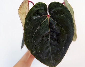 Anthurium Dark Phoenix X Red Spider Clone , 1 Potted up Seedling