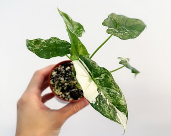 ceropegia woodii variegata Ceropegia Woodii Variegata / Variegated String of Hearts – Leaves and  Loaves Goods main image 1