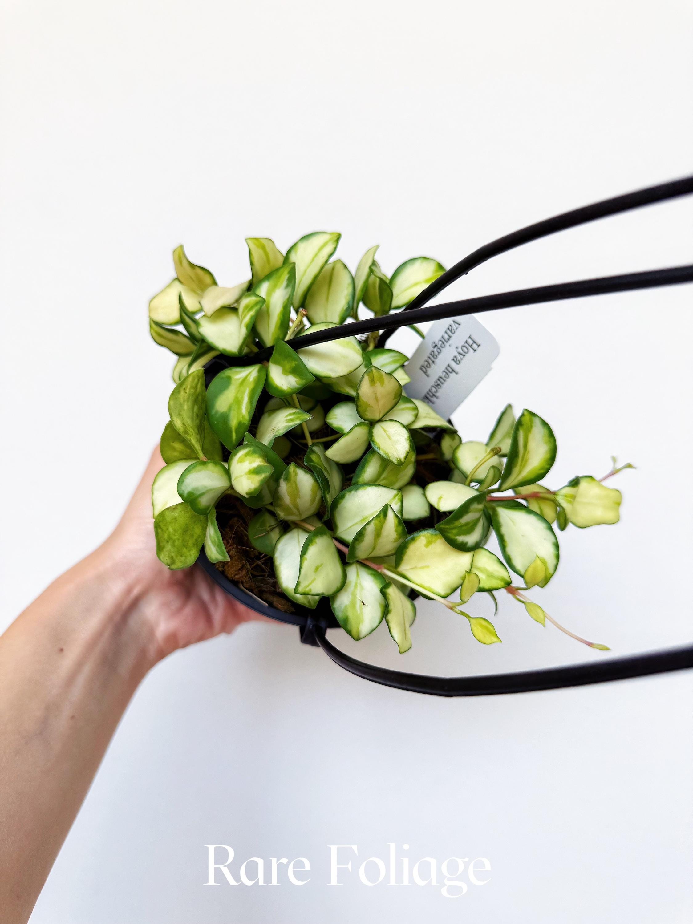 Hoya Heuschkeliana Variegata 4” Hanging Basket - US SELLER - Etsy