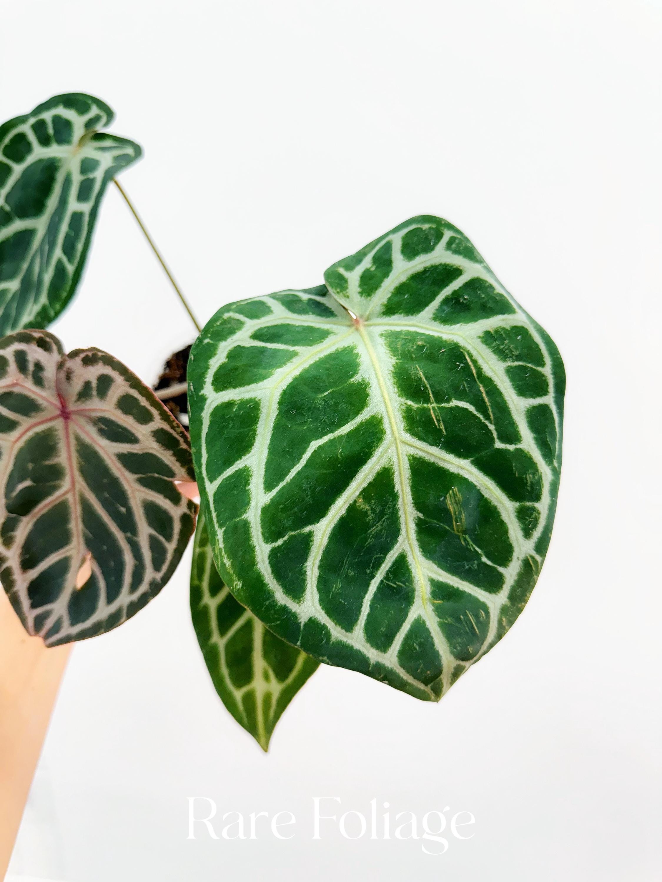 Anthurium Michelle X Zara X RC X King of Spades 4” - US SELLER - Etsy