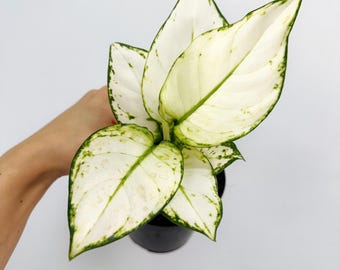 buy philodendron pink princess uk Philodendron Pink Princess Marble - House Plants main image 1