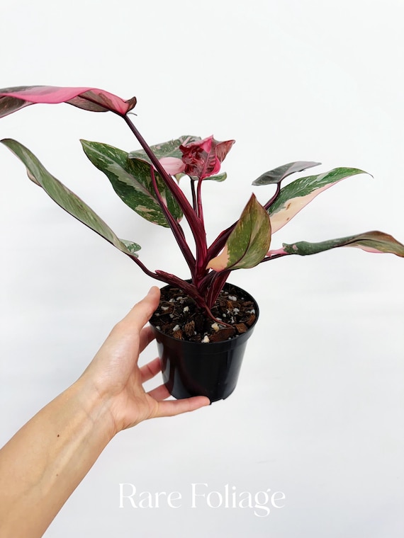 Philodendron Pink Princess Galaxy 4” - US SELLER - Etsy