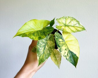 Alocasia Gageana Aurea 3" High Variegation - US SELLER