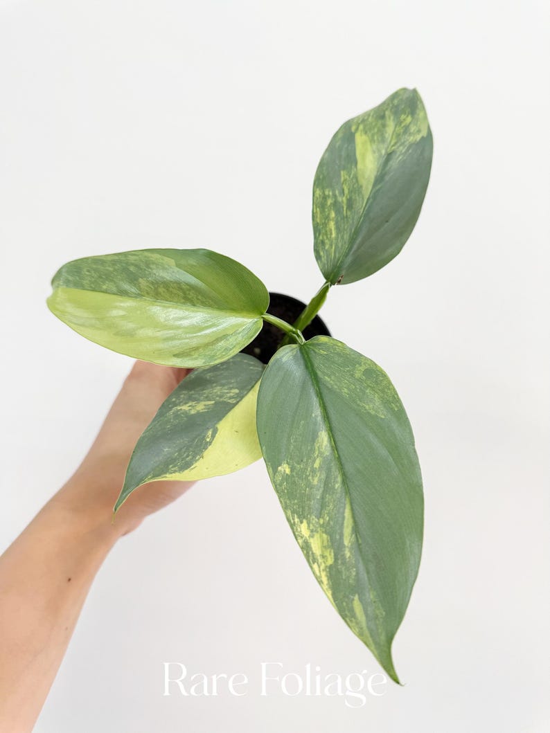 RareFoliagePlantCo Philodendron Silver Sword