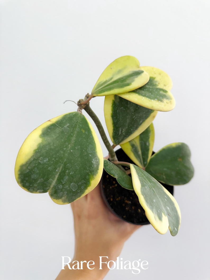 RareFoliagePlantCo Hoya Kerri