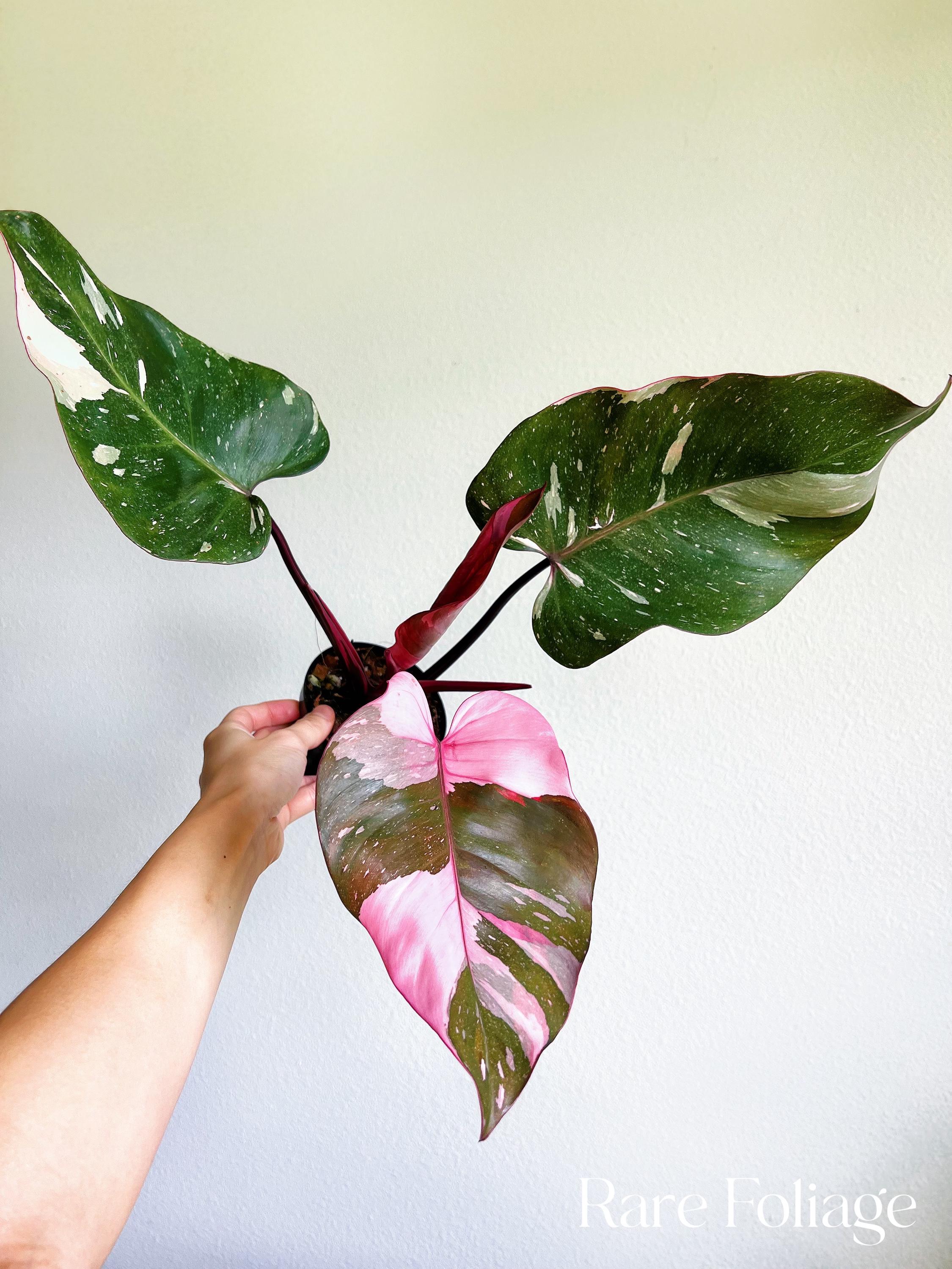 Philodendron Marble King - Etsy