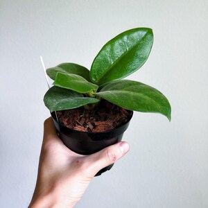 May include: A small green houseplant with large, round leaves in a black plastic pot. The plant is being held by a hand.