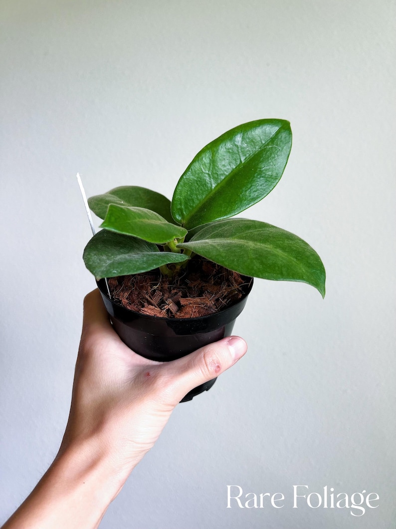 May include: A small green houseplant with large, round leaves in a black plastic pot. The plant is being held by a hand.