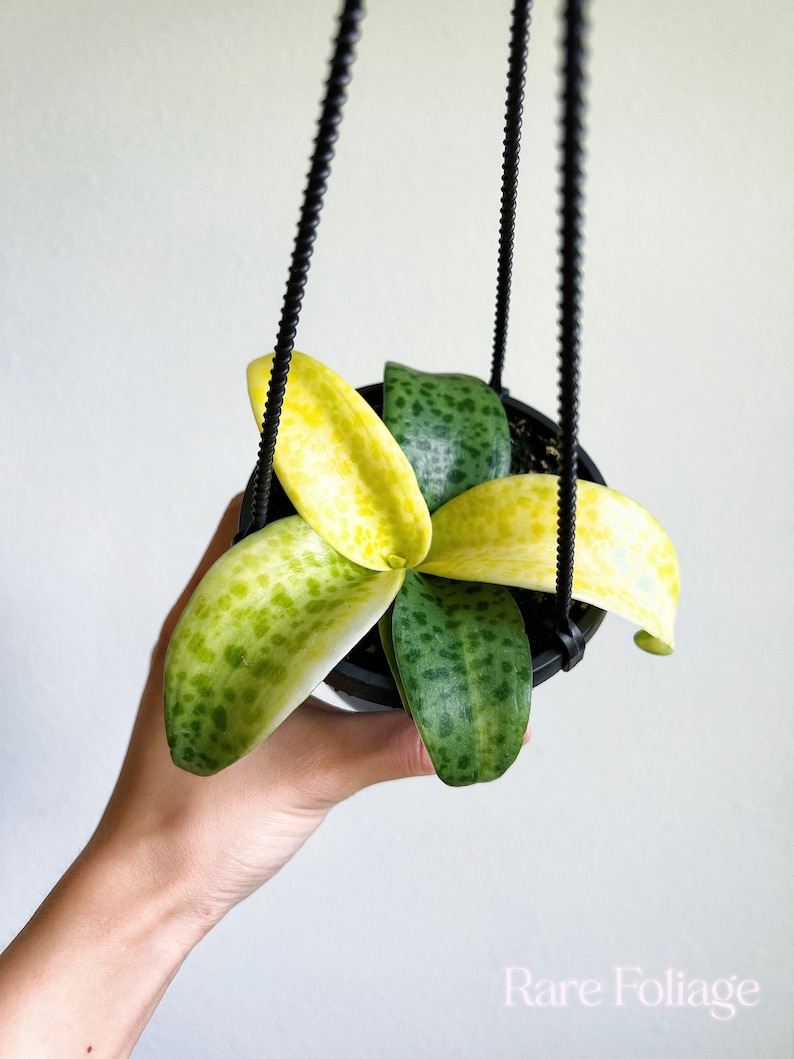 RareFoliagePlantCo Leopard Lily Hanging Basket - Thumbnail 3