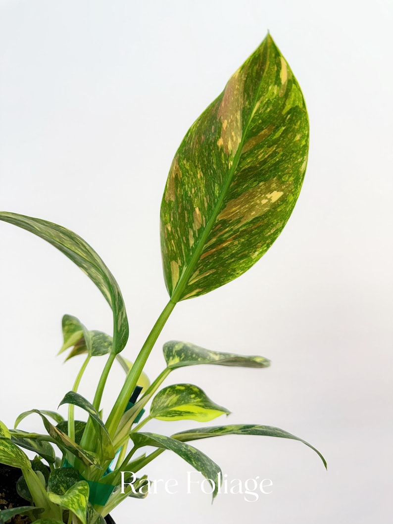 RareFoliagePlantCo Philodendron Congo - Thumbnail 4