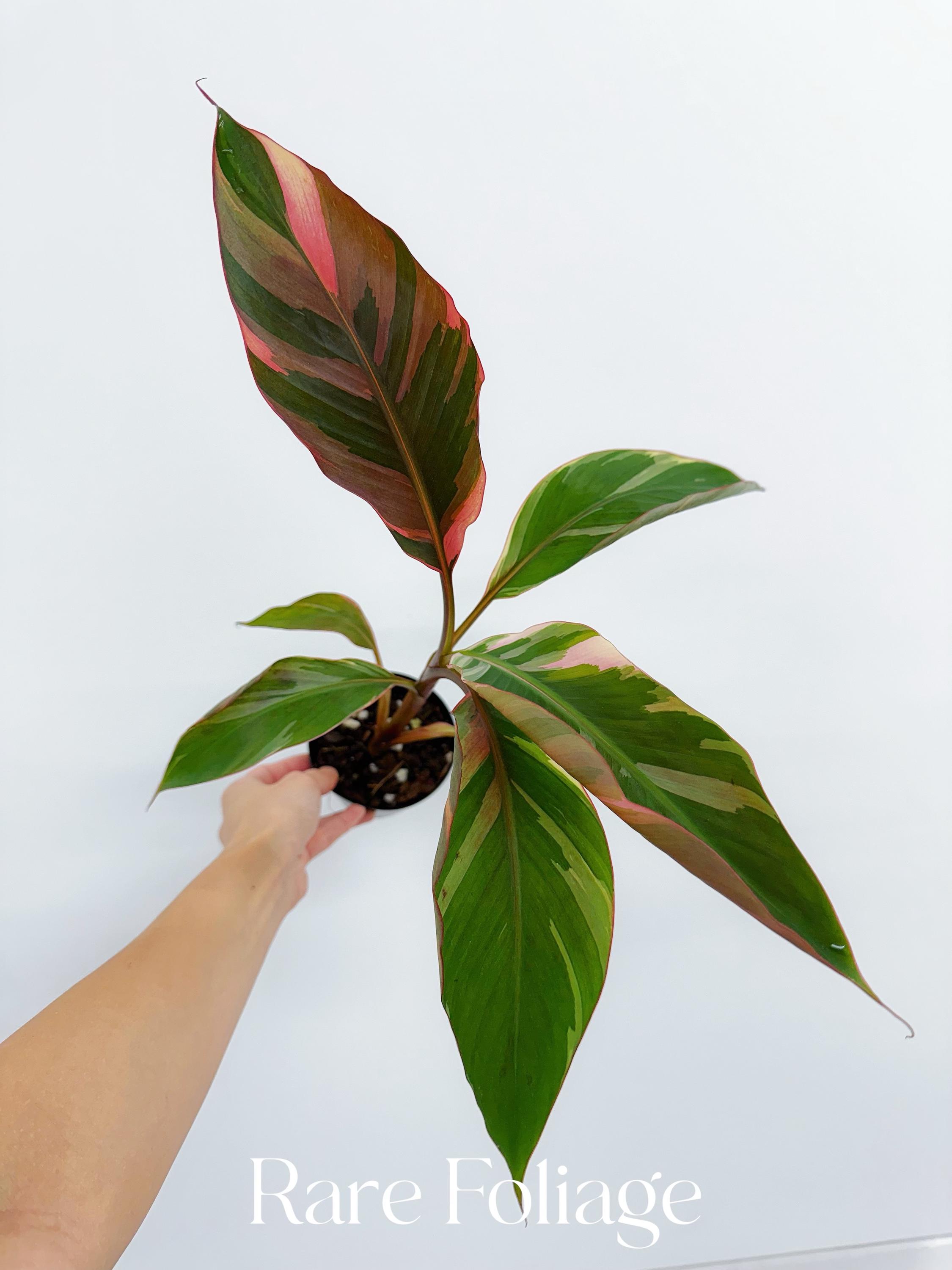 Musa Nono Pink Variegaged Banana Tree 4” - US SELLER - Etsy