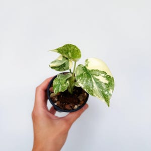 philodendron imperial red vs rojo congo Buy Philodendron Imperial Red Plants Online