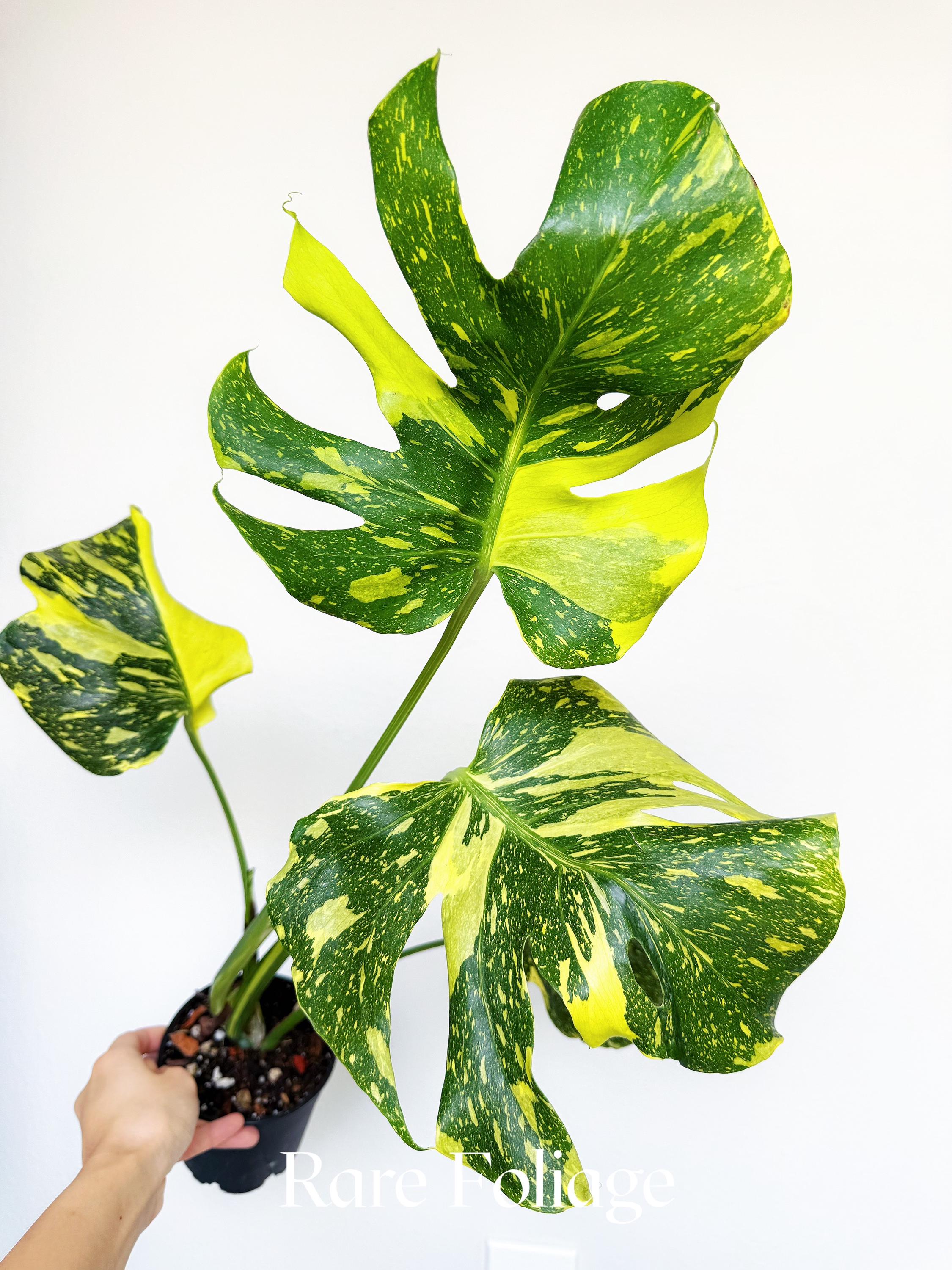 Monstera Electrolyte 4” Exact Plant - US SELLER - Etsy
