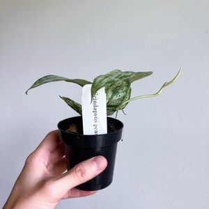 May include: A small potted plant with variegated leaves. The plant is labeled "Scindapsus pictus".