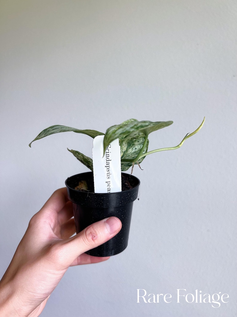 May include: A small potted plant with variegated leaves. The plant is labeled "Scindapsus pictus".