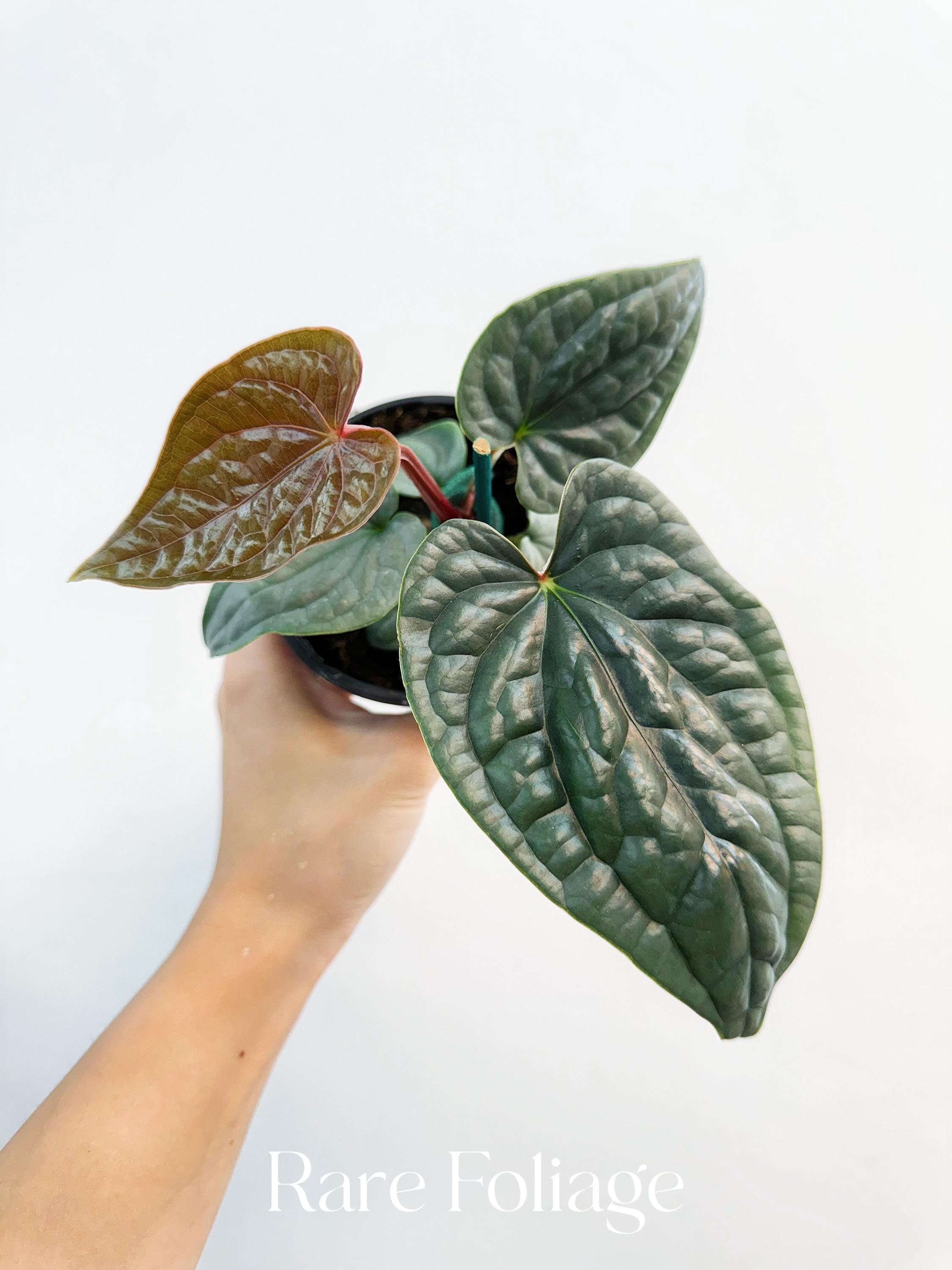 Anthurium Luxurians X Magnificum - Etsy