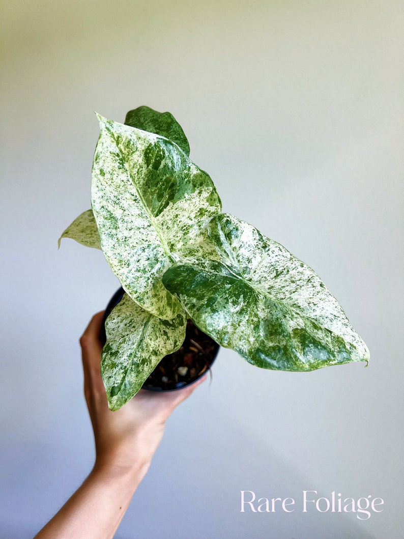 RareFoliagePlantCo Alocasia Odora Batik - Thumbnail 2