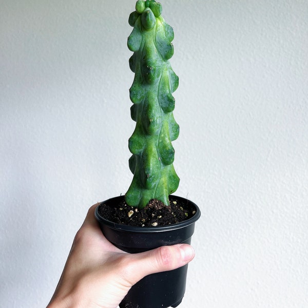 Boobie Cactus 4” - US SELLER