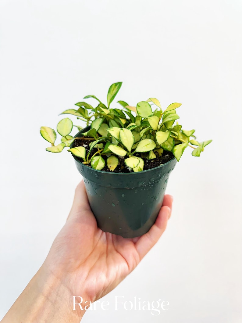 RareFoliagePlantCo Hoya Heuschkeliana Variegata - Thumbnail 2