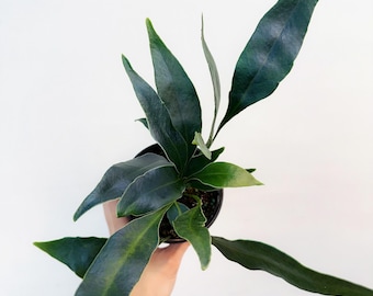 Microsorum Punctatum Copel Mermaidtail Variegated - Etsy