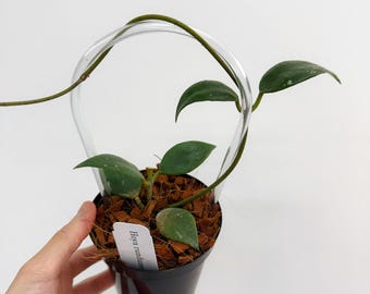 Hoya Rundumensis Trellis 4" - US SELLER