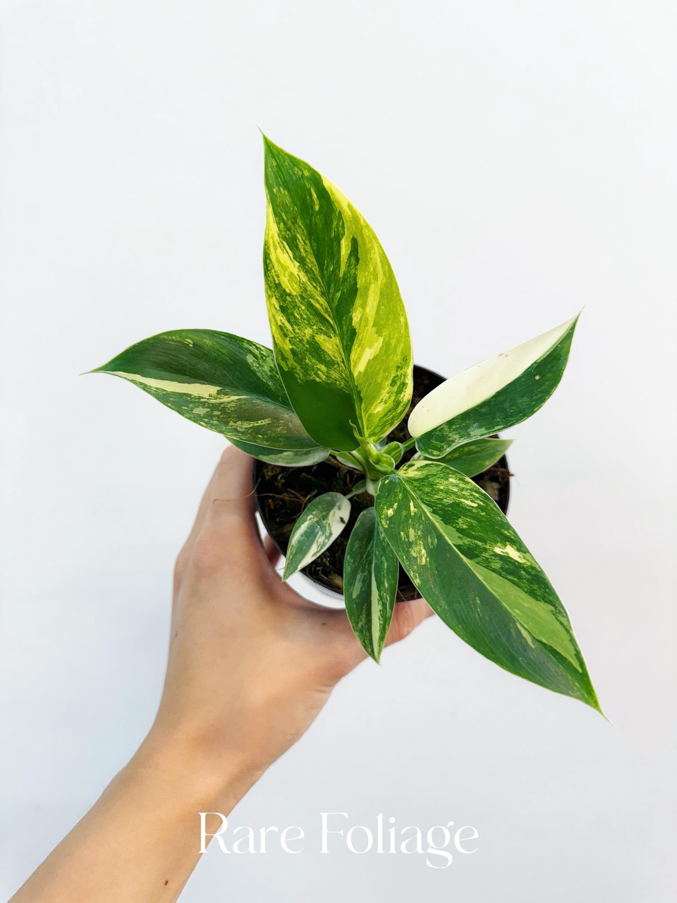 philodendron birkin Philodendron Birkin – ShopTropicals main image 0