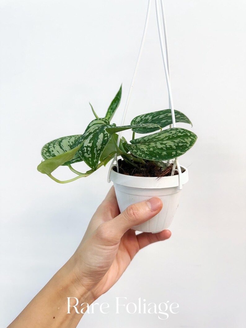 RareFoliagePlantCo Scindapsus Tricolor - Thumbnail 3