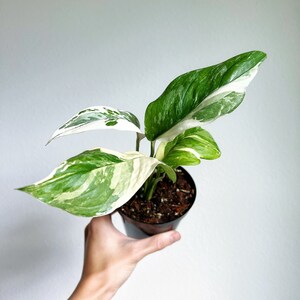 Monstera Lechleriana Variegated 4” - US SELLER