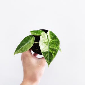 Alocasia Watsoniana Menta Variegada de 2” - VENDEDOR ESTADOUNIDENSE