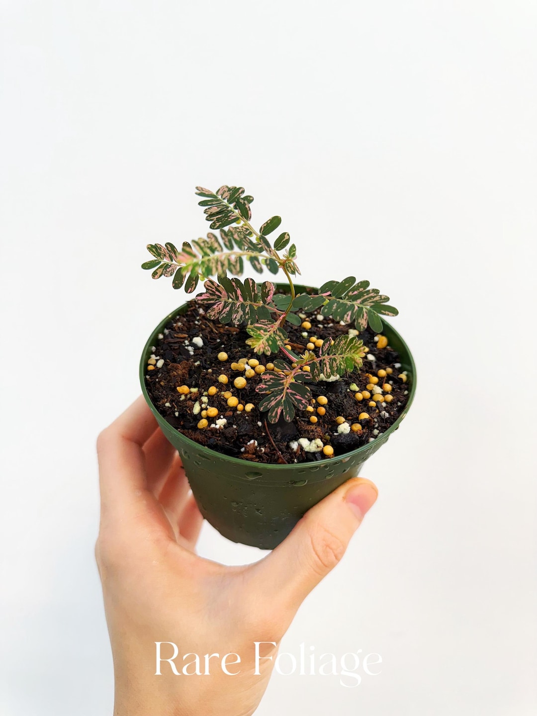 Phyllanthus Urinaria Pink Variegated 4” - US SELLER * - Etsy