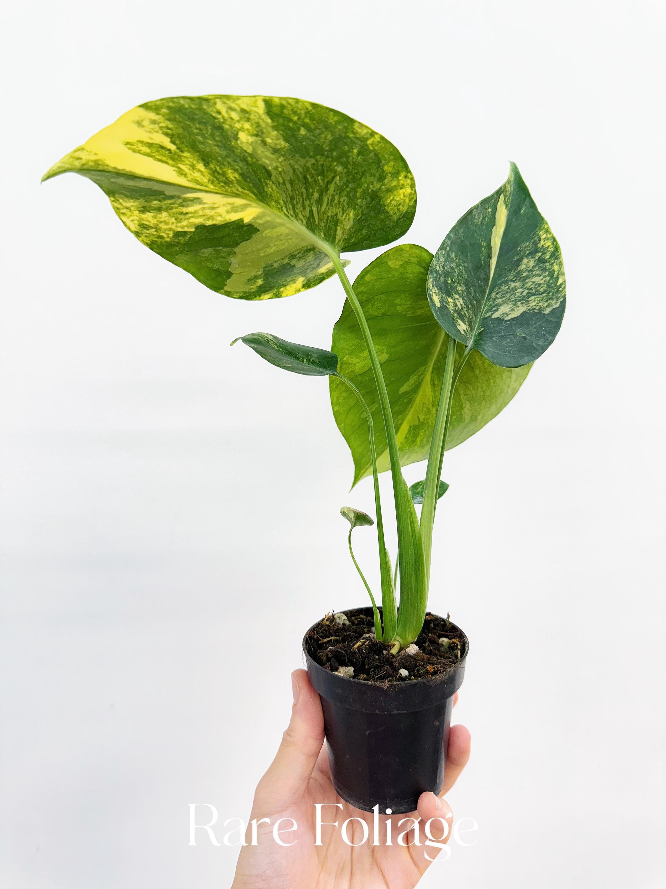 Monstera Yellow Marilyn 4” - US SELLER - Etsy