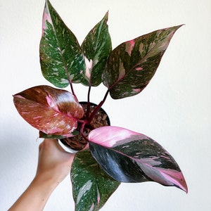 NEW Philodendron Pink Princess Galaxy 4" Exact Plant - US SELLER